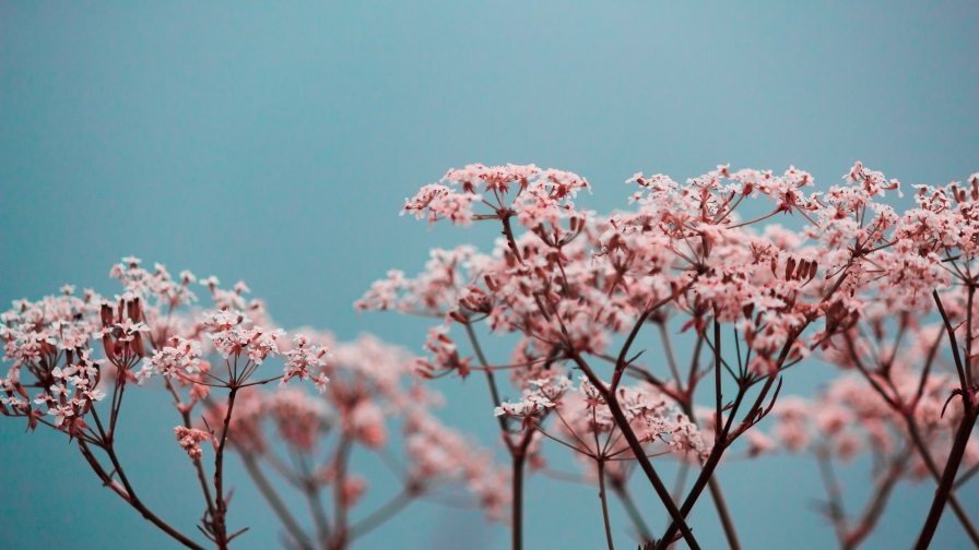 Many Beautiful Pink Flowers Macro Photo