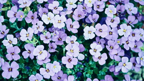 Many Little Beautiful Purple Flowers