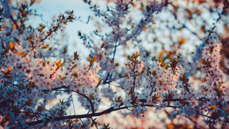 Many little flowers on the tree and sunlight