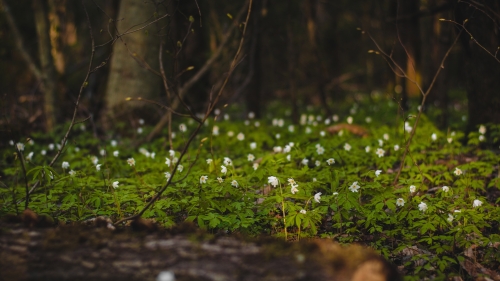 Many Little White Flowers and Grass in Spring Forest