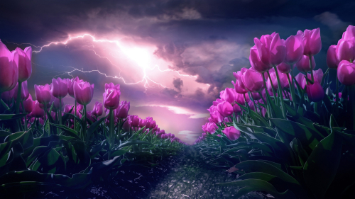 Many Pink Tulips in Garden and Lightning in Sky