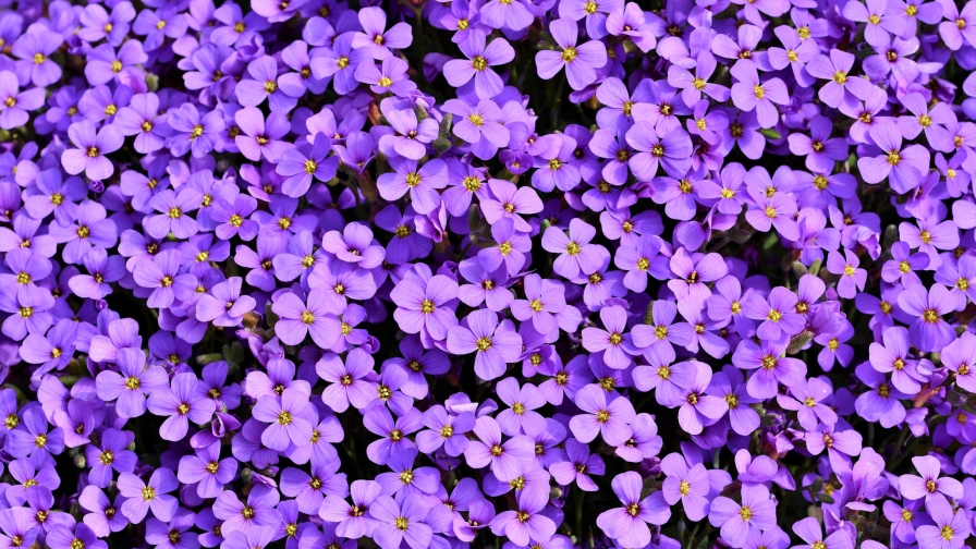 Many Purple Flowers in Garden