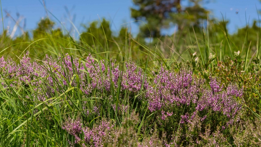 Many small purple flowers in green grass