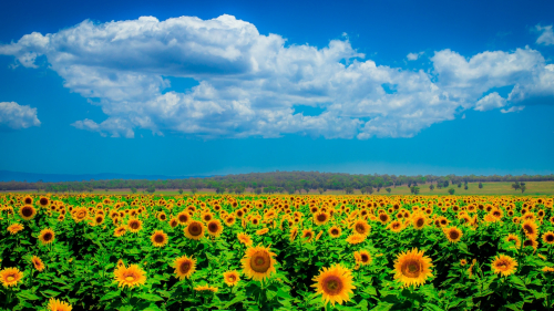 Meadow field with sunflowers