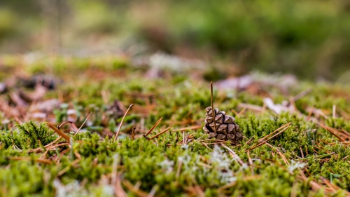 Moss and Grass in Swedish Forest