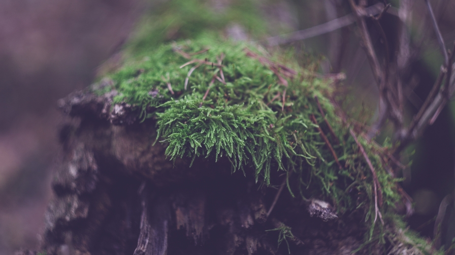 Moss on the Wood