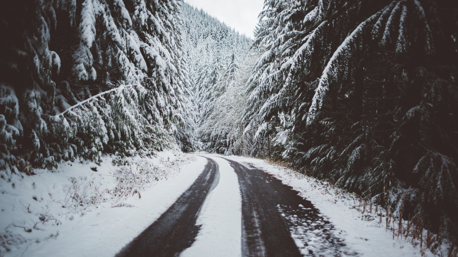 Mountain forest road and snow