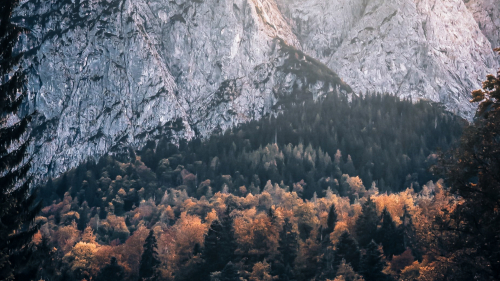 Mountains and Pine Forest in Bavaria