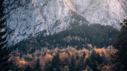 Mountains and Pine Forest in Bavaria