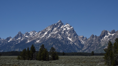 Mountains and pine forest