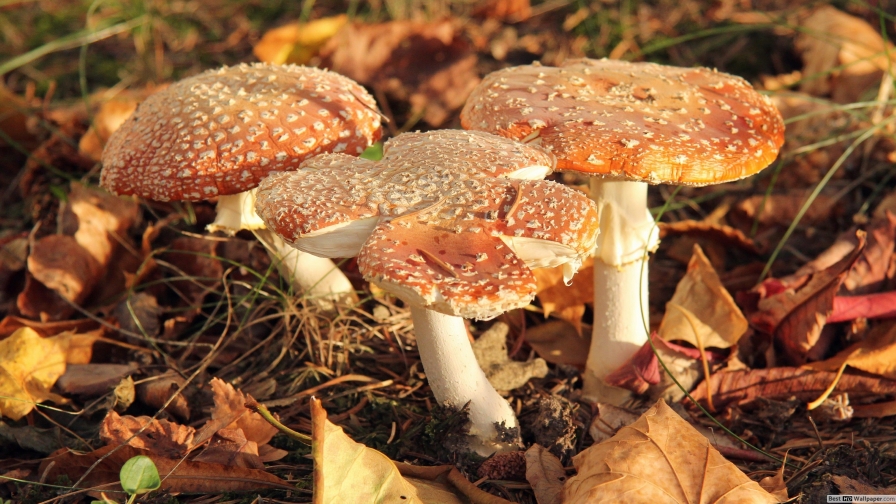 Mushrooms and Sunlight Macro