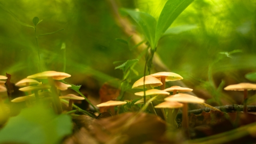 Mushrooms Grass Close Up