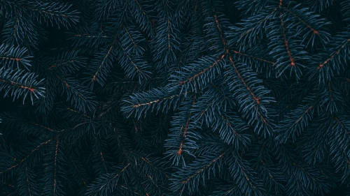 Needles on Spruce Branch