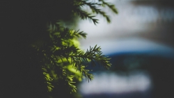 Needles Spruce Green Branch