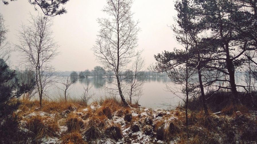 Old Autumn Forest and Trees