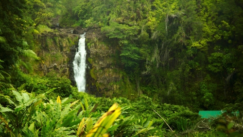 Old Green Forest and Waterfall