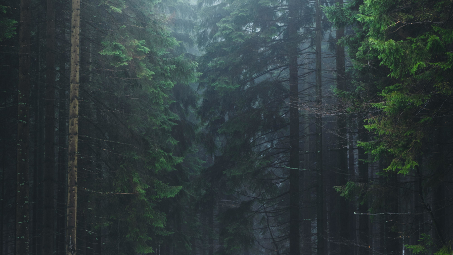 Old Winter Pine Forest