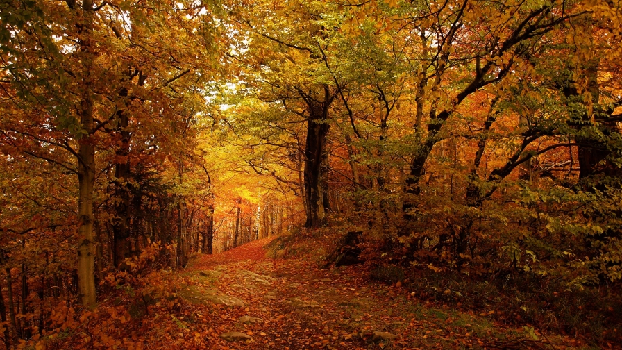 Old Wonderful Autumn Forest and Path