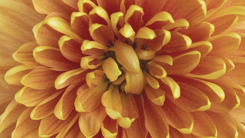 Orange Chrysanthemum Petals