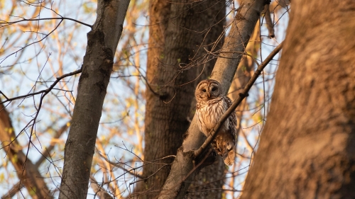 Owl on Branches