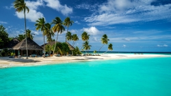 Palm Trees on Beach