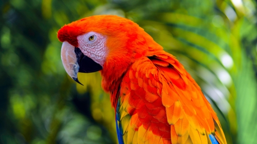 Parrot with Sharp Nose