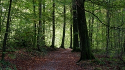 Path in Green Forest