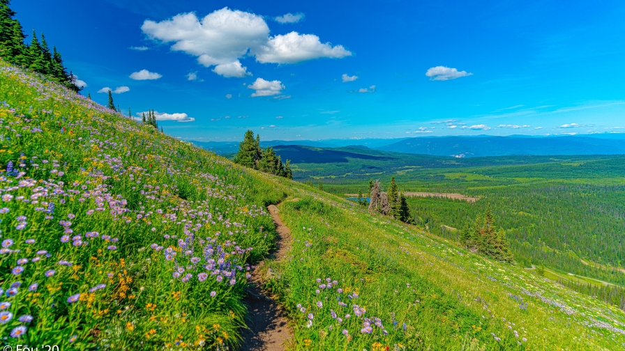 Path in Green Grass in Mountain Valley