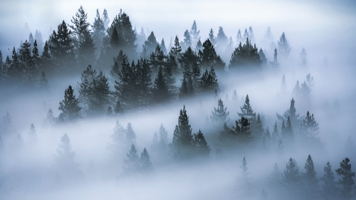 Pine Forest and White Fog
