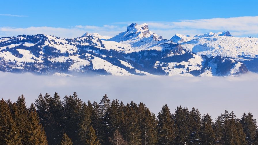 Pine Forest Fog and Beautiful Mountains