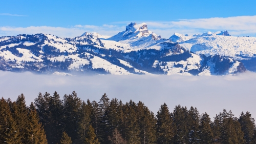 Pine Forest Fog and Beautiful Mountains