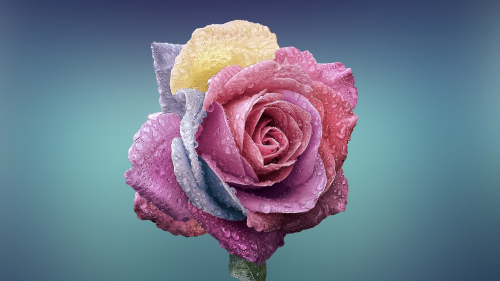 Pink and Cyan Rose with Water Drops