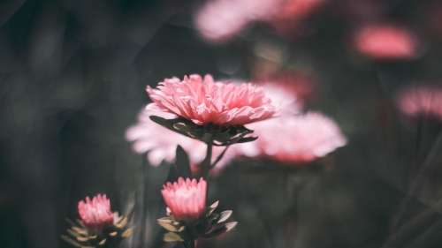 Pink Carnation Macro