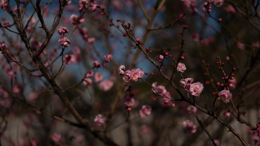 Pink Flowers on Leafless Branches