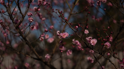 Pink Flowers on Leafless Branches
