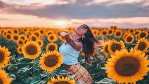 Pretty Young Girl in Sunflowers