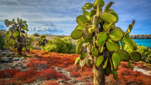 Prickly Cactus Plant in Desert