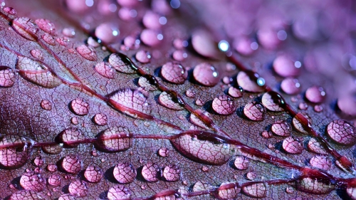 Purple Leaf and Water Drops