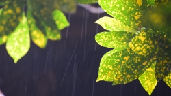 Rain and Green Leaves on Tree