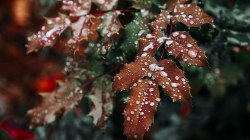 Red and Green Leaves and Water Drops