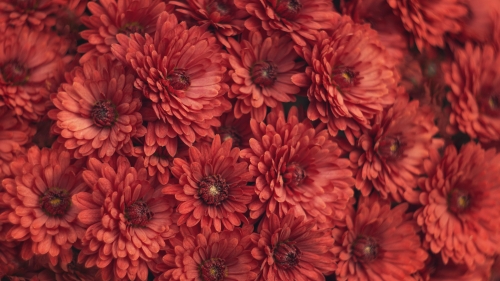 Red Chrysanthemum Macro Photography