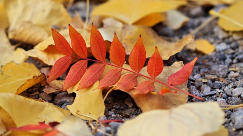 Red Leaf and Yellow Leaves