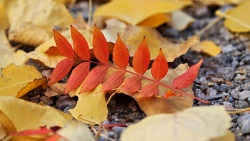 Red Leaf and Yellow Leaves