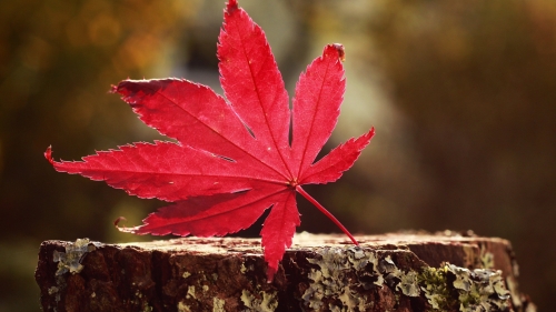 Red Leaf on Rocks