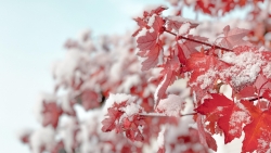 Red Leaves and Snow on Branches