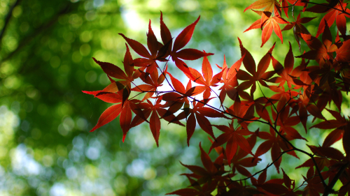 Red Leaves in Green Park