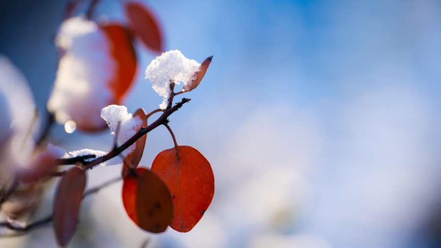 Red Leaves on Branches and Snow