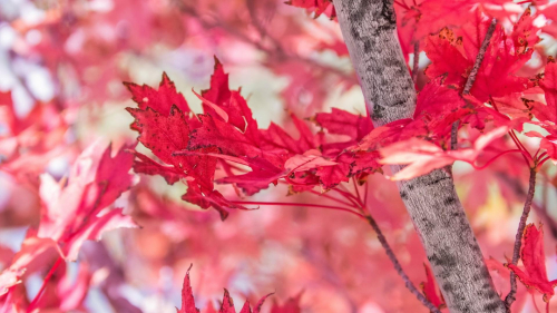 Red Leaves on Branches Close-Up