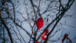 Red Leaves on Branches