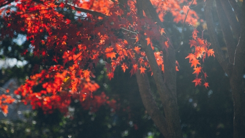 Red Leaves on Old and Autumn Tree